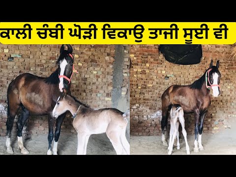 Mare for sale/Horse for sale #horselover #horse #horsesale #horseforsale #shonkibande1110