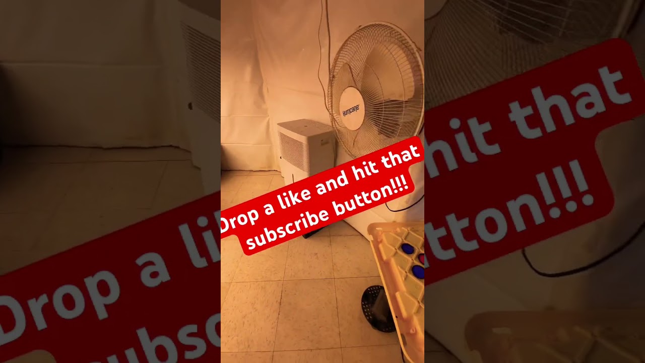 #RDWC grow room walkthrough #shorts #DWC #roots