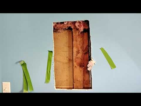 Yellow Jackets Found in the Wall in...