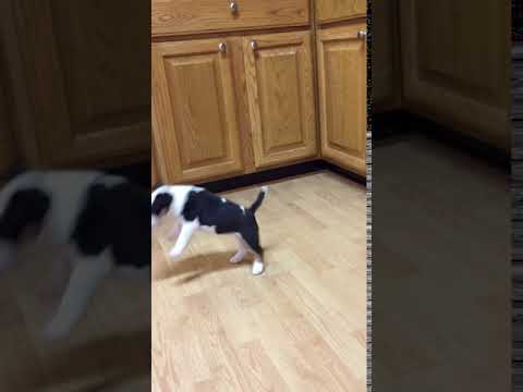 AKC Bull Terrier Girl Phase 10