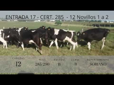 Lote 12 Novillos 1 a 2 años 9HO,  1CRUZA 280/290kg -  en Ismael cortinas Soriano