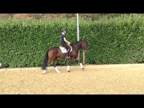 Aerts Nissingo, Stall Heidehof