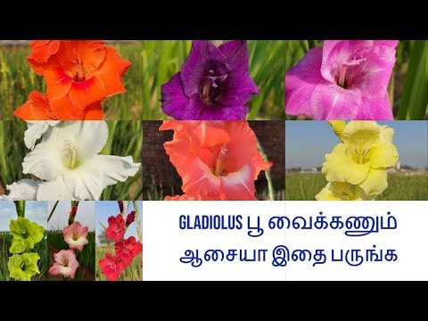 Gladiolus flower in tamil /samayal network