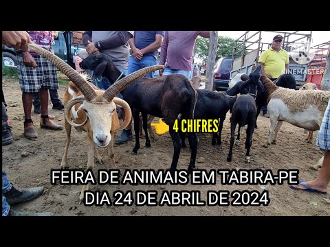 Feira de Caprinos e Ovinos de Tabira-PE dia 24/04/2024