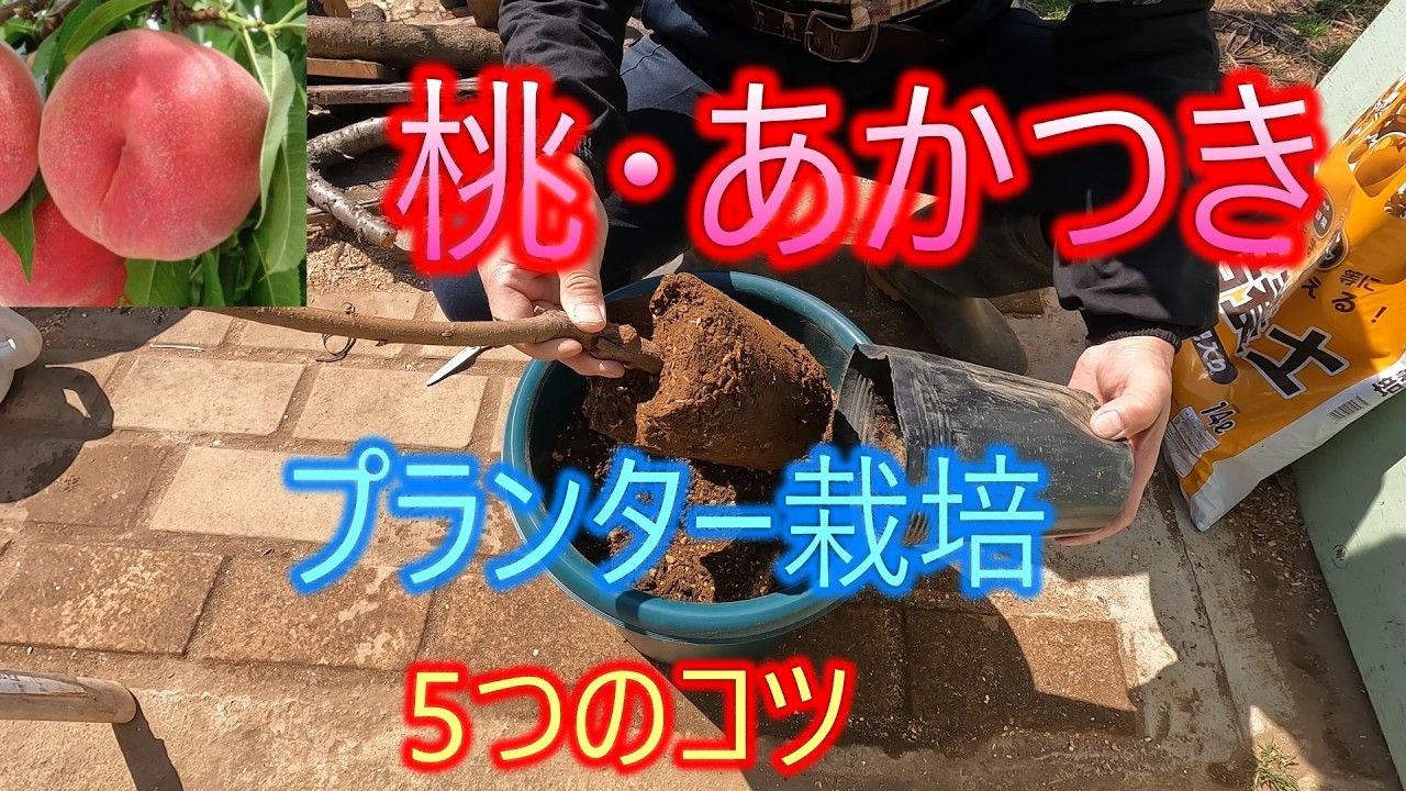 【桃・あかつき】プランター栽培　5つのコツ　26/4/2