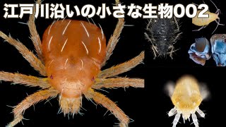 江戸川沿いの小さな生物 002(2020年07月下旬)