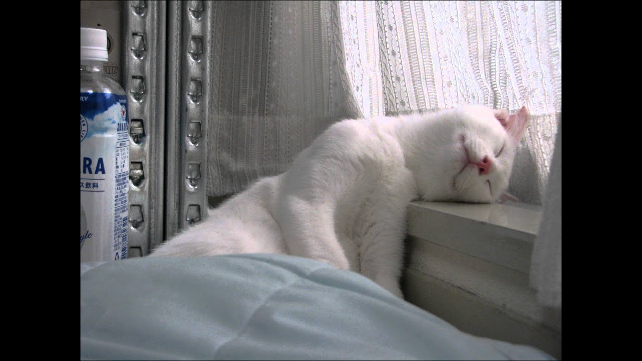 やくしまるえつこ－ルル