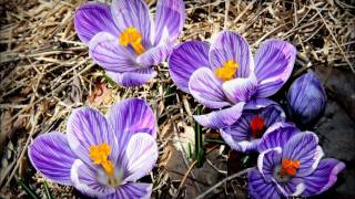 Vår, blomster og insekter.