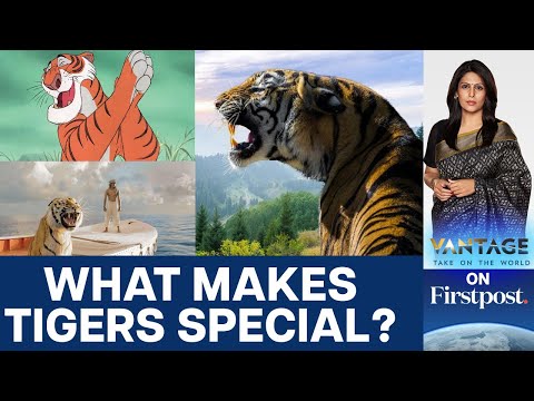 World Tiger Day: Why we Need to Protect Tigers | Vantage With Palki Sharma - YouTube
