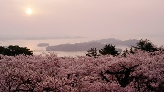 preview picture of video '松島の桜 Cherry Blossoms in Matsushima ( Shot on RED EPIC )'
