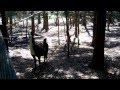 Funny Brown And White Llama Smiling Watch Out They Spit Waccatee Zoo SC