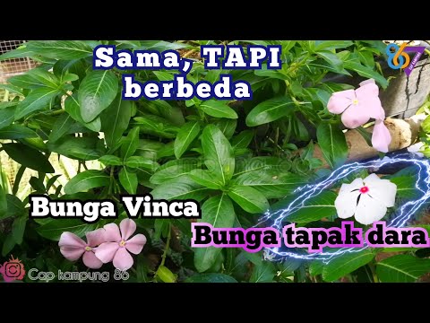 , title : 'Cara membedakan bunga vinca dengan bunga tapak dara | bunga vinca | rekomendasi bunga gantung'