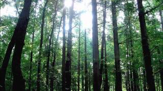 Dead Meadow - Drifting Downstreams (Peel Sessions 2001)