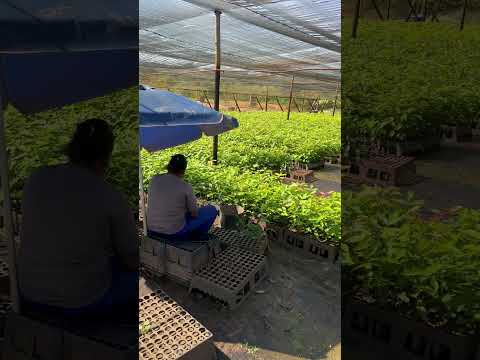 Vivência no Viveiro de Pompéu e o Futuro da Artecologia #artecologia #arte #natureza #shortvideo