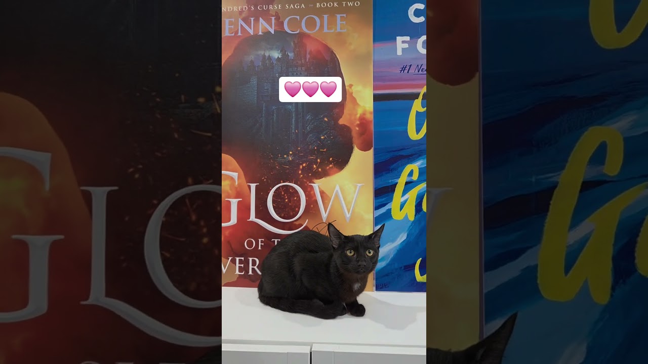 Enlarge El Nino, a Adoptable Domestic Short Hair in San Diego, CA video 3/3