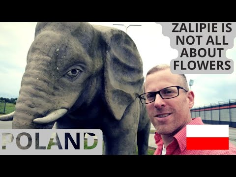 THE ROAD TO ZALIPIE, POLAND'S HAPPIEST VILLAGE IS NOT ALL ABOUT THE FLOWERS 🇵🇱 POLAND TRAVEL VLOG