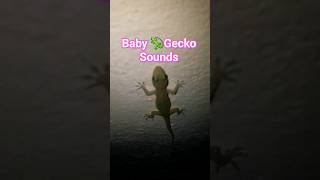 Lizard Sound | Biodiversity | Gecko #viral #youtubeshorts #shorts