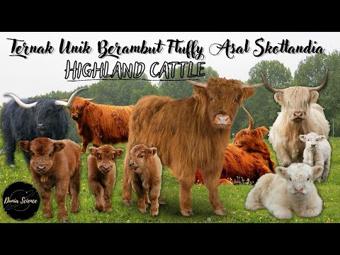 , title : 'highland cattle : ternak unik berambut fluffy || Sapi dataran tinggi skotlandia #highlands #cattle'