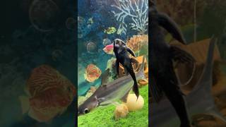 Download lagu Aquarium Fish #fish #aquarium #shorts mp3