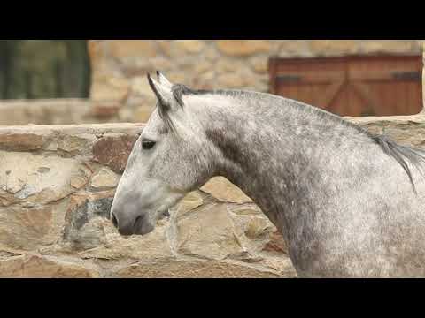 Lote 37   NAZARENA DA CABANHA SANTA FÉ TE