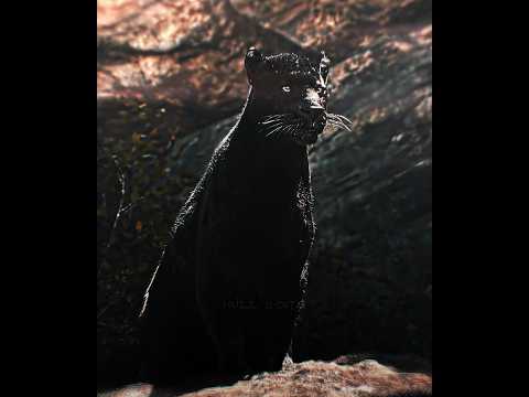 " What If... Shere Khan Met Scar ☠️♾️ " | PULSE (Slowed)  #shorts #thejunglebook #thelionking #fyp