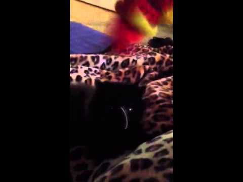 Kitty cat defeats ferocious fish