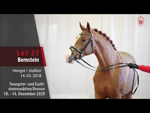 Youngster- und Zuchtstutenauktion/Dressur Lot 25 Bernstein Hengst v. Benicio - Scolari