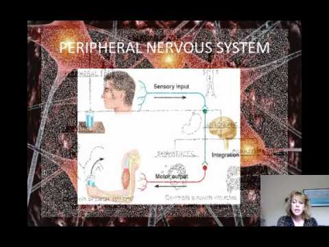 AP Biology cvitale The Nervous System