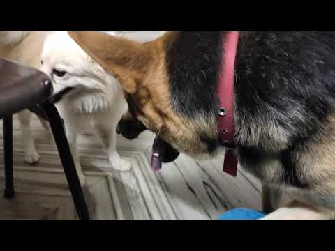 Possesive Jaydee the GS #dog lovers #dogplay #trendingdogvideo