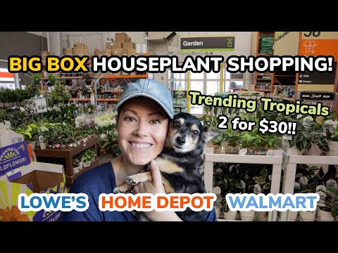 $15 BEAUTIES! Big Box Plant Shopping - Home Depot, Lowe's & Walmart - Grand Rapids, Michigan
