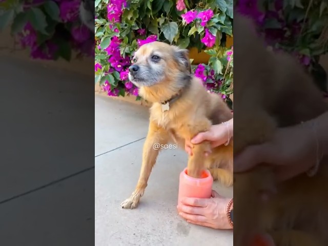 Vídeo relacionado con Tinioey Crema Almohadillas Perros (68g), Natural y Segura. Protector Almohadillas Perro, Nariz y Codos. Perros Accesorios Esenciales para el Cuidado Diario | Regalo para Sanas y Limpia Patas Perro