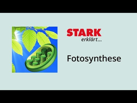 Fotosynthese – Bedeutung und Ablauf | STARK erklärt