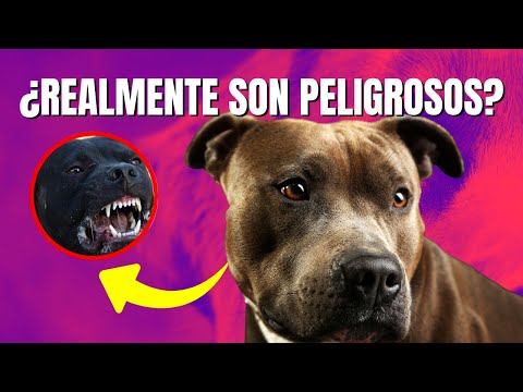 Are they really dangerous? 10 Pit Bull Myths Busted
