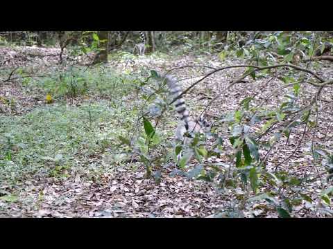 none Copyright Animal || Free Download Animal Video || Wild animal || HASHTAGS👇