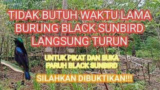 Download lagu Suara Pikat Black Sunbird dan pancingan burung BS yang tidak mau buka paruh mp3