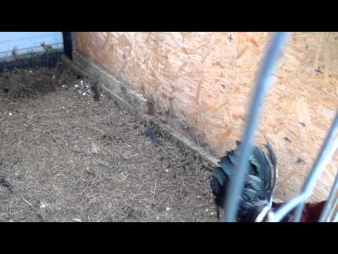 Roundhead Brood Cock Available