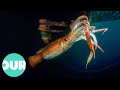 The Truth About Killer Squid Our World