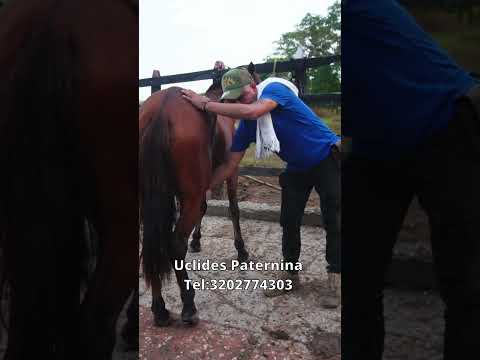Caballo Listo PARA LA MONUMENTAL del Coloso sucre colombia