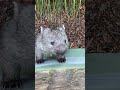 Reidy Bear The Wombat Joey