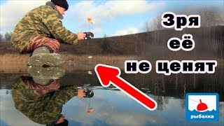 Приманка на жерлицы вместо живой рыбы