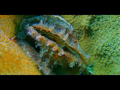 Caribbean Invertebrates - scuba diving video