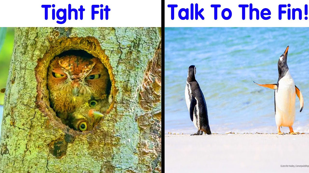 The Most Incredible Shots That Were Submitted To The Comedy Wildlife Photography Awards 2024