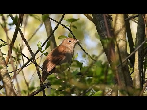 Ptice Hrvatske - Slavuj (Luscinia megarhynchos) (Birds of Croatia - Nightingale) (3/6)