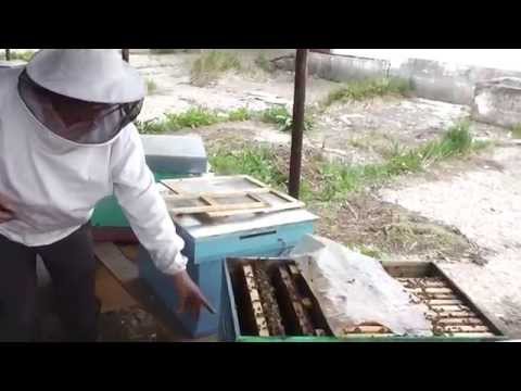 1/2 Lucrari de primavara la stupina Captarea naturala a varroa Extinderea cuibului si multe altele