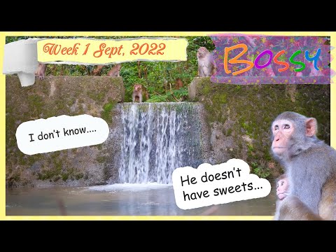 The day their hideout is ☠️ busted II - where would they flee ?