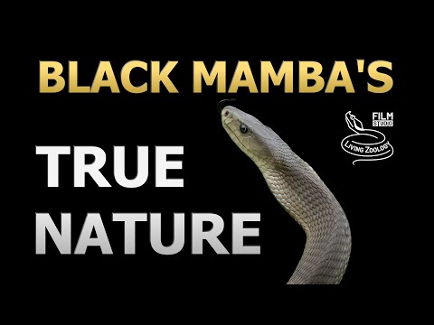 The REAL Black Mamba: Is it REALLY that aggressive?