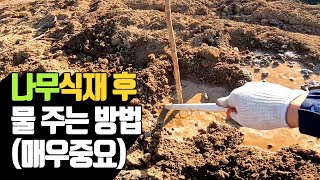 나무 식재 후 물 주는 방법(매우 중요) | 나무대장