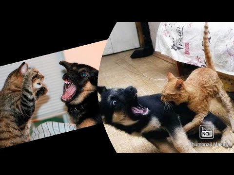Try to Not Lough 😁🙄😂 / pets funny compilation