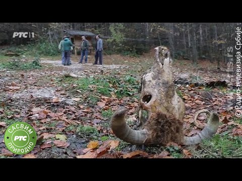 Sasvim prirodno: Prvi komšija medved, drugi deo (Jovan Memedović)