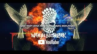 Download lagu Sudah terbukti!!,suara ini dapat merangsang burung branjangan cepat bunyi mp3